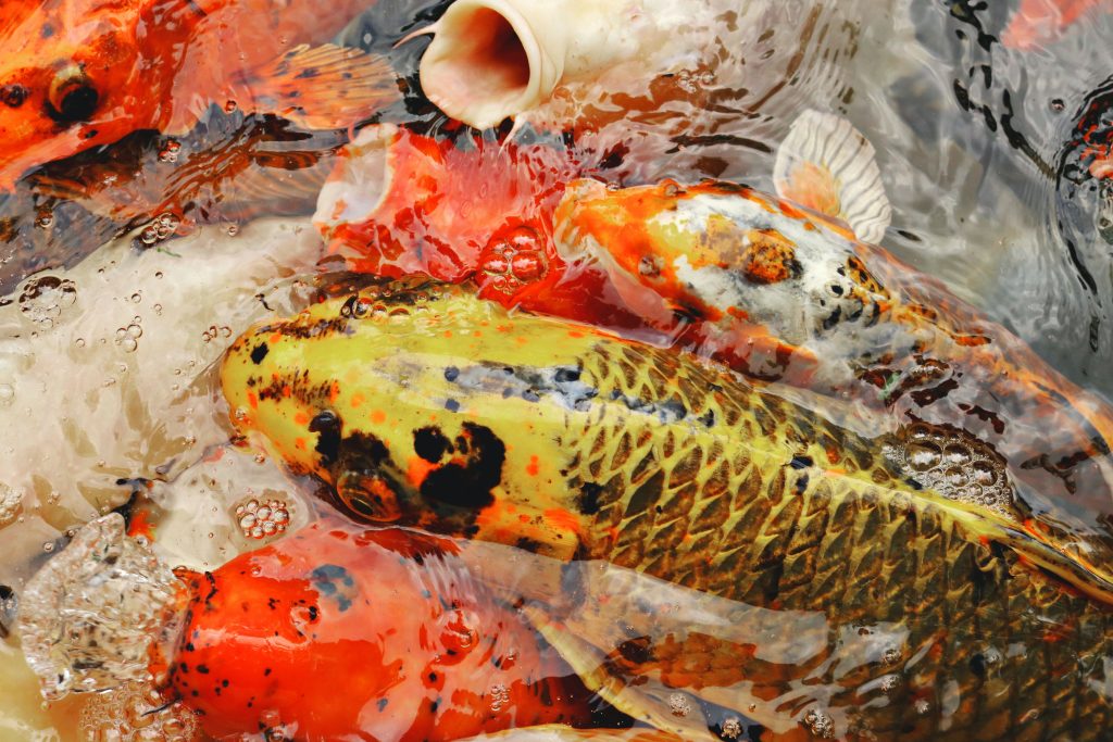 Koi Showa & Kohaku