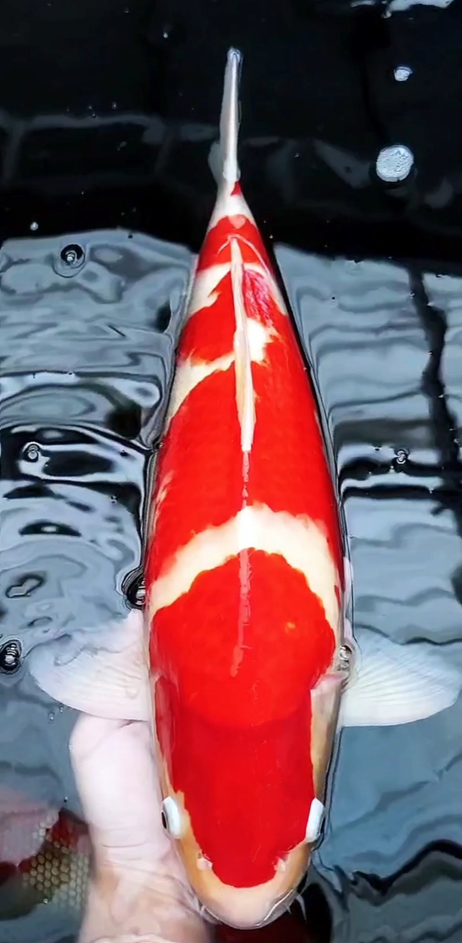 Bahan prospek