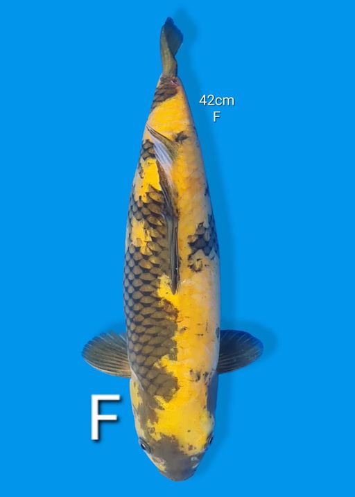 Tes 6