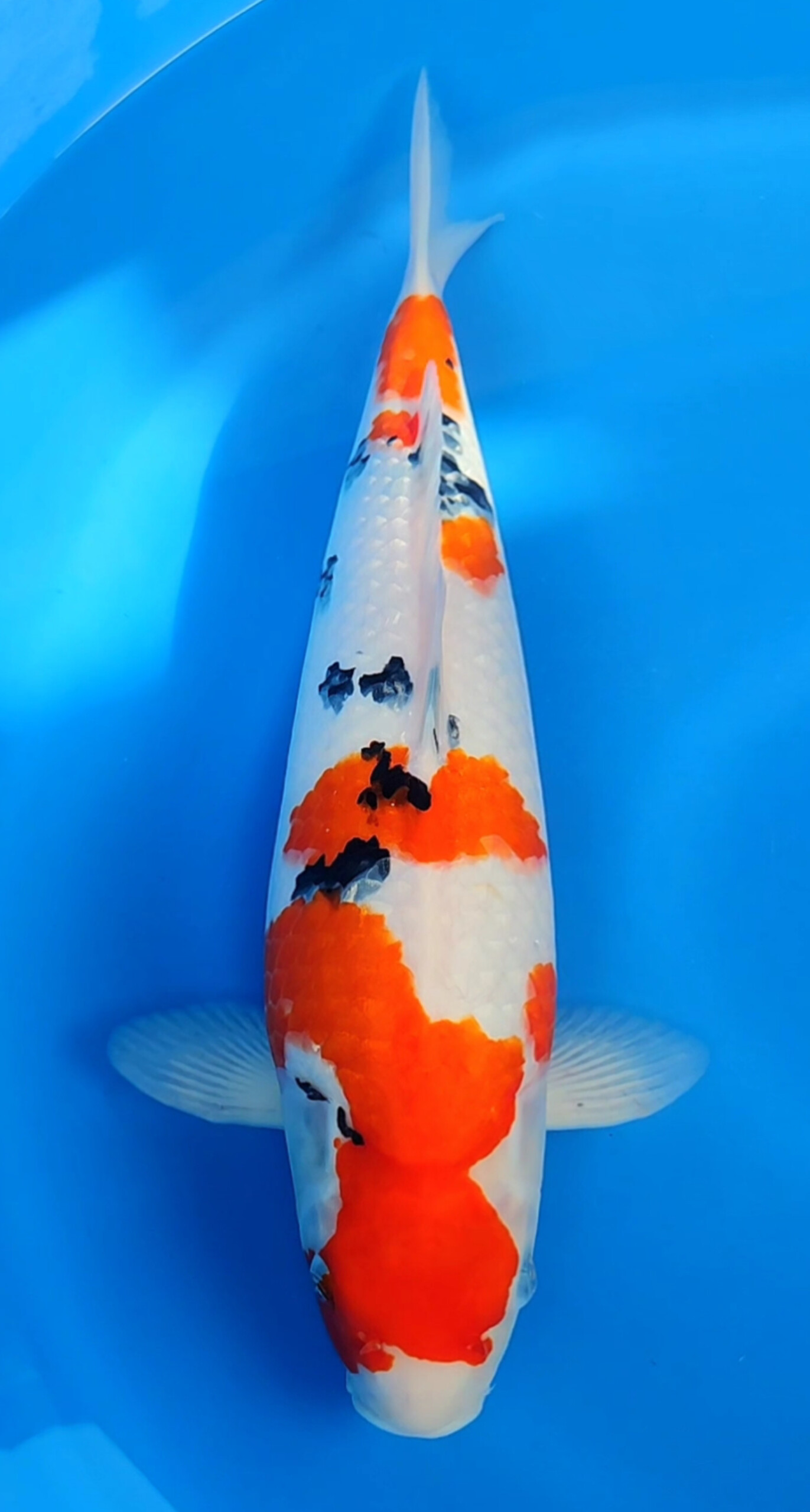 Sanke 43cm