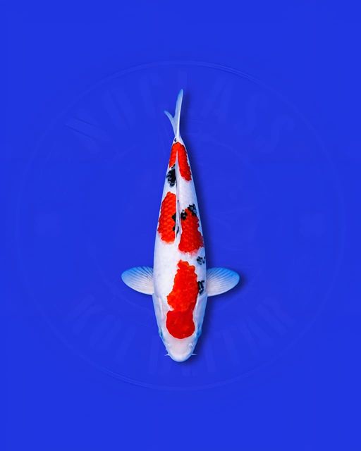 Test event